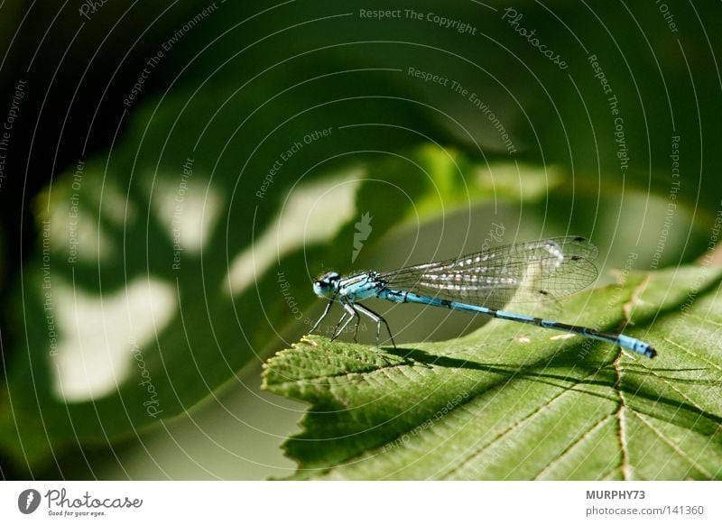 Die Libelle fragt sich wo der Elchschatten her kommt... Becher Azurjungfer Hufeisen Flügel Blatt Schatten Schattenspiel Silhouette grün blau schwarz