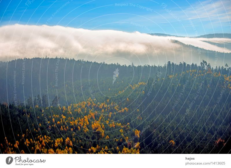 Blick auf die herbstlich verfärbten Wälder der Vogesen Tourismus Ferne Berge u. Gebirge Natur Himmel Herbst Nebel Baum Blatt Wald Hügel blau gelb Rocher de Dabo