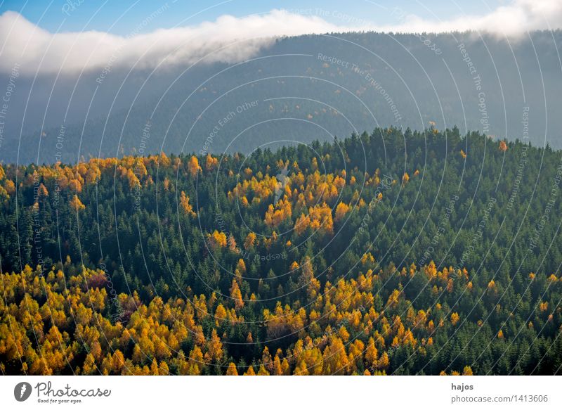 Blick auf die herbstlich verfärbten Wälder der Vogesen Tourismus Ferne Berge u. Gebirge Natur Himmel Herbst Nebel Baum Blatt Wald Hügel schön blau braun
