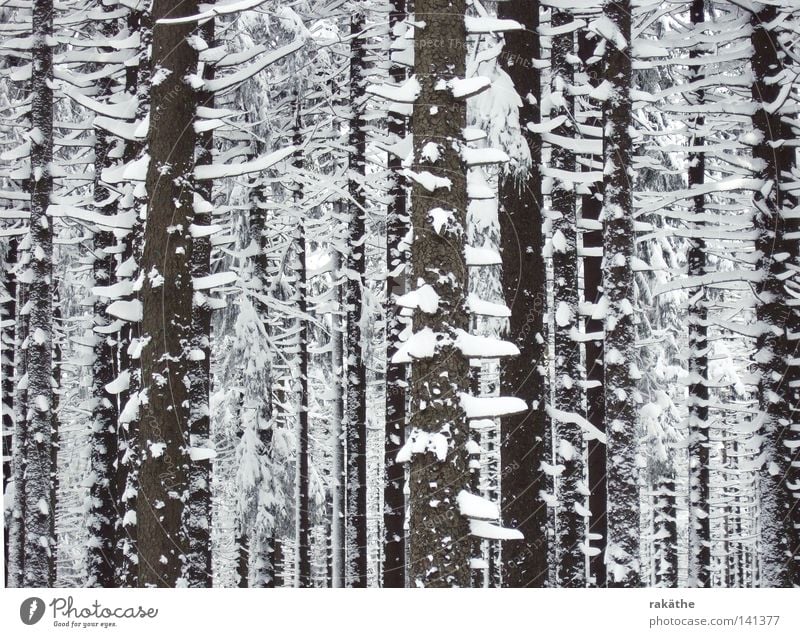 schneebäume Baum kahl parallel braun Schnee Haufen hoch weiß geschlossen bedrohlich Außenaufnahme Winter kurze Äste Hauben