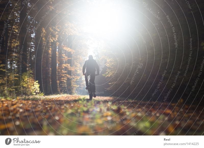 Goldener Herbst Freizeit & Hobby Sport Fahrradfahren Mountainbike Mensch maskulin Junger Mann Jugendliche Erwachsene 1 Natur Landschaft Sonne Sonnenlicht Blatt
