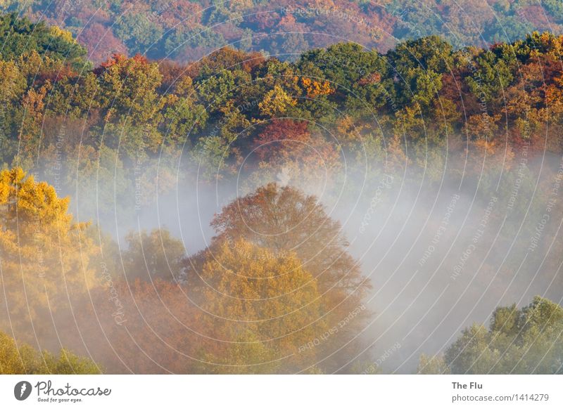 Schon stand im Nebelkleid die Eiche da Umwelt Natur Landschaft Pflanze Sonnenlicht Herbst Schönes Wetter Baum Laubbaum Laubwald Wald Holz Erholung wandern braun