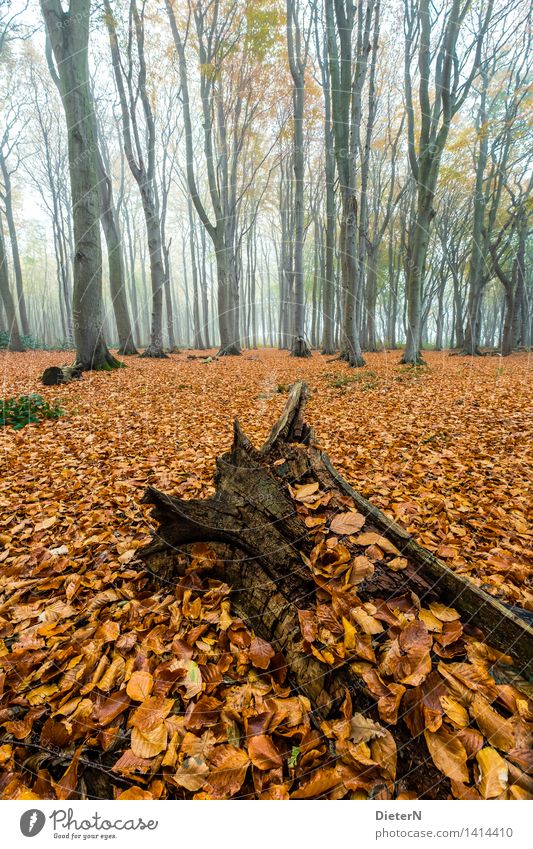Blattwerk Herbst Nebel Baum Wald Küste Ostsee braun gold grün Gespensterwald Mecklenburg-Vorpommern Nienhagen Wurzel Farbfoto mehrfarbig Außenaufnahme