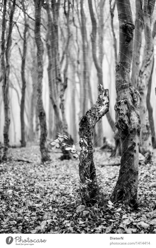 1 1/2 Natur Landschaft Herbst Nebel Baum Wald Ostsee grau schwarz weiß Gespensterwald Mecklenburg-Vorpommern Nienhagen Blatt Schwarzweißfoto Außenaufnahme