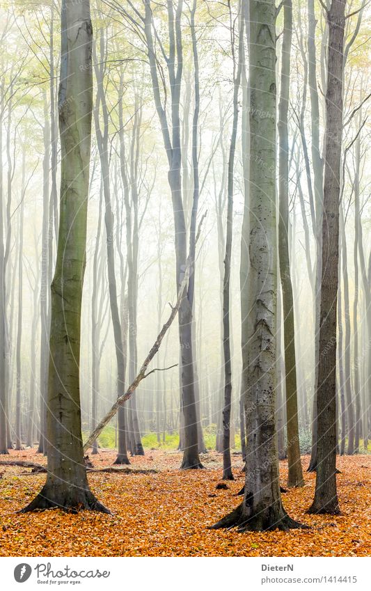 Herbstwald Nebel Baum Wald Küste Ostsee braun gelb gold weiß Gespensterwald Mecklenburg-Vorpommern Nienhagen Farbfoto mehrfarbig Außenaufnahme Menschenleer Tag