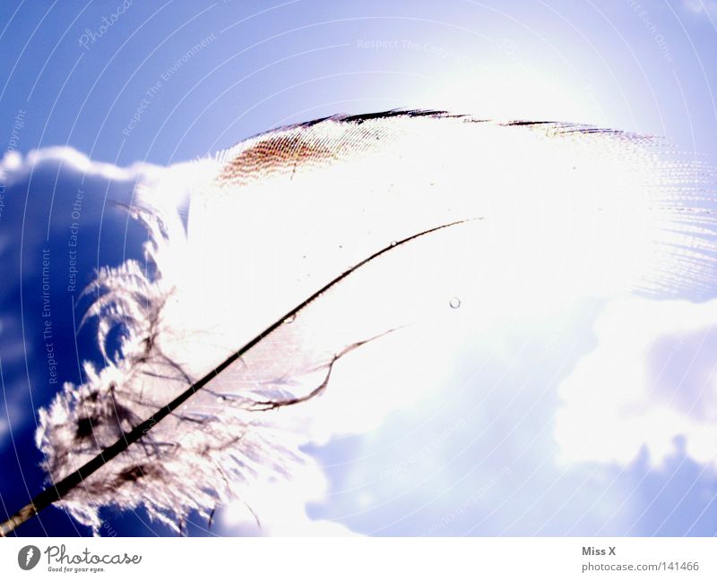 Federleicht Farbfoto Außenaufnahme Licht Sommer Sonne Himmel Wolken Schönes Wetter Wind Vogel fliegen weich blau weiß Leichtigkeit Flaum sanft zart himmelblau