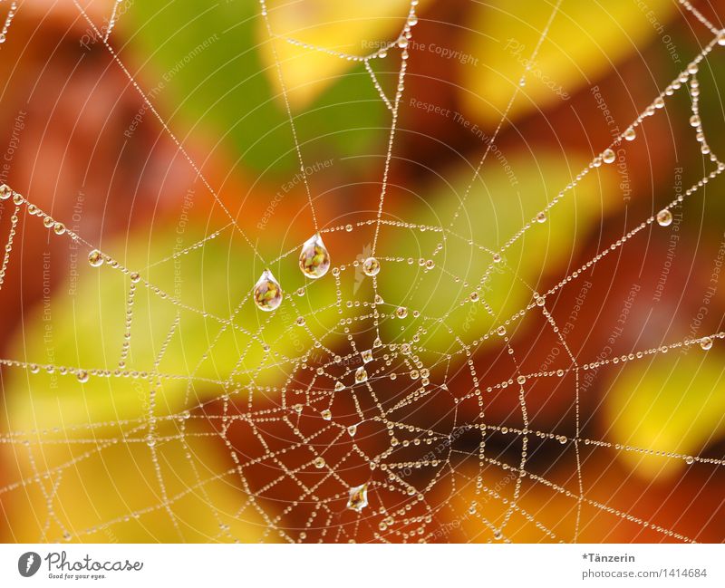 stunning drops Natur Pflanze Urelemente Wassertropfen Herbst Schönes Wetter Garten Park Wiese Wald ästhetisch natürlich schön Spinnennetz Farbfoto mehrfarbig