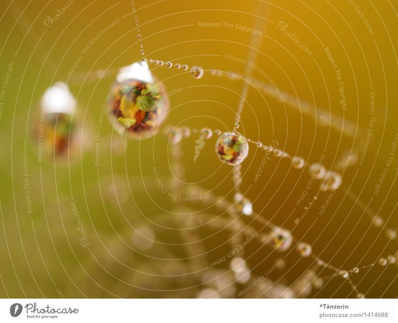 stunning drops Umwelt Natur Sonne Herbst Schönes Wetter Pflanze Garten Park Wiese ästhetisch außergewöhnlich frisch natürlich schön gelb Spinnennetz Tau
