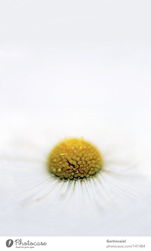 Sensation White Stil Wellness harmonisch Wohlgefühl Sinnesorgane Erholung Dekoration & Verzierung Pflanze Frühling Sommer Blume Blüte hell gelb weiß rein