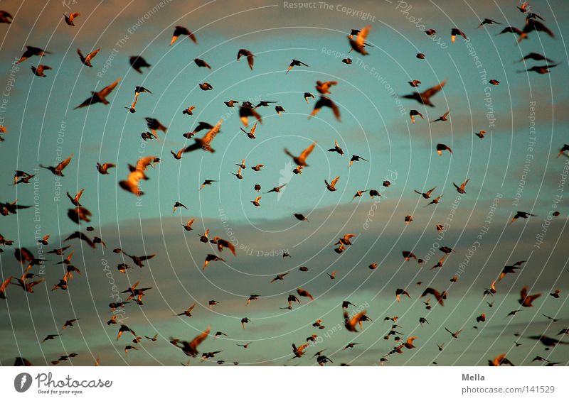 Der Schwarm Umwelt Natur Tier Luft Himmel Wolken Vogel fliegen bedrohlich frei natürlich viele Freiheit Farbfoto Außenaufnahme Menschenleer Abend