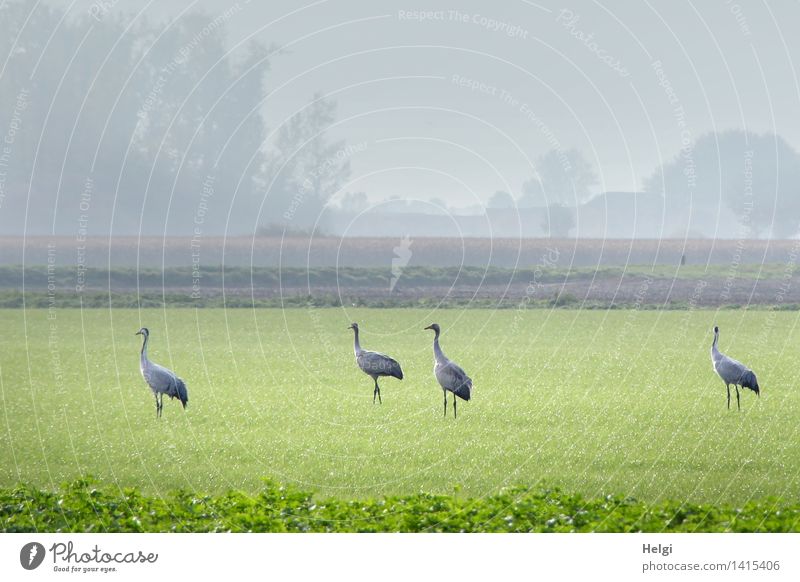Helgiland II | Kraniche... Umwelt Natur Landschaft Pflanze Tier Herbst Nebel Gras Grünpflanze Nutzpflanze Wiese Feld Wildtier Vogel 4 Tiergruppe Blick stehen