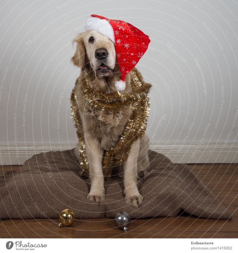 Früher war mehr Lametta Dekoration & Verzierung Feste & Feiern Weihnachten & Advent Tier Haustier Hund 1 sitzen Kitsch Vorfreude Christkind Christbaumkugel