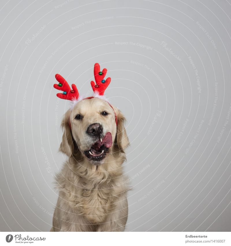 Vorfreude Tier Haustier Hund Tiergesicht Fell 1 Fressen schön lustig Freude Weihnachten & Advent Rentier Horn Golden Retriever Kostüm Verkleidung Farbfoto