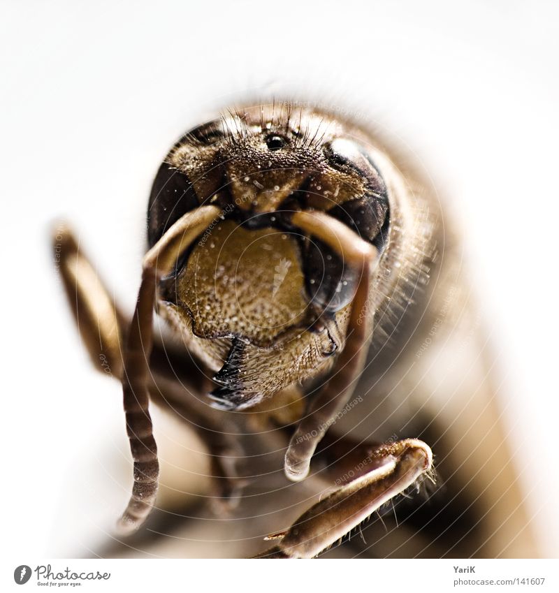 killer-portait Makroaufnahme Hornissen Wespen Detailaufnahme Insekt krabbeln Fühler gefährlich Auge Beine klein dünn Kontrast braun weiß Tiefenschärfe