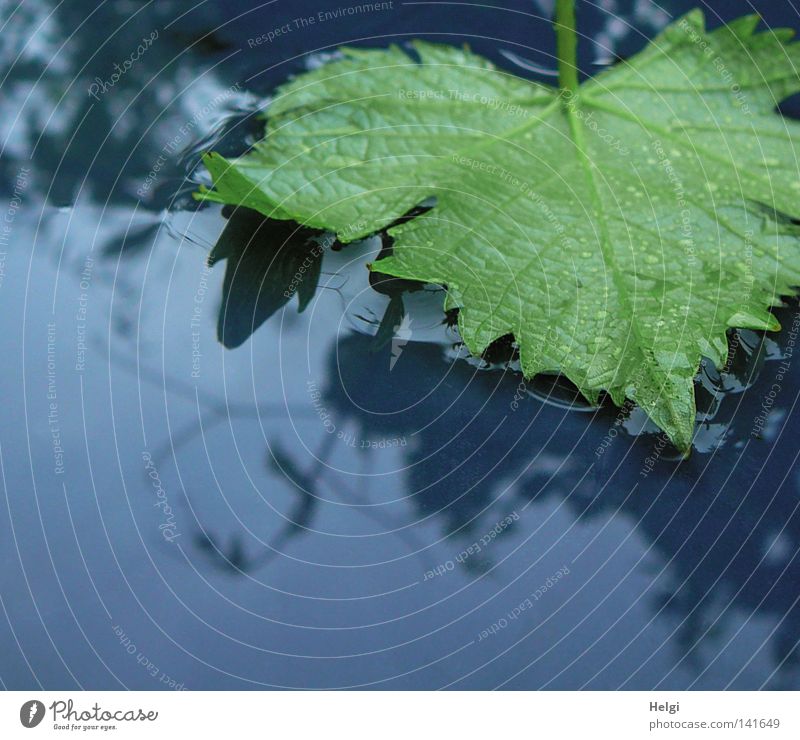 grünes Weinblatt liegt nach dem Regen in einer Wasserpfütze nass Gewitter Gewitterregen Blatt Gefäße fallen liegen Wassertropfen Pfütze Ranke