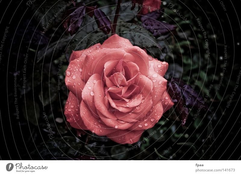 Rosige Zeiten schön Erholung Meditation Duft Hochzeit Geburtstag Trauerfeier Beerdigung Natur Pflanze Wassertropfen Regen Blume Rose Blatt Blüte rosa rot