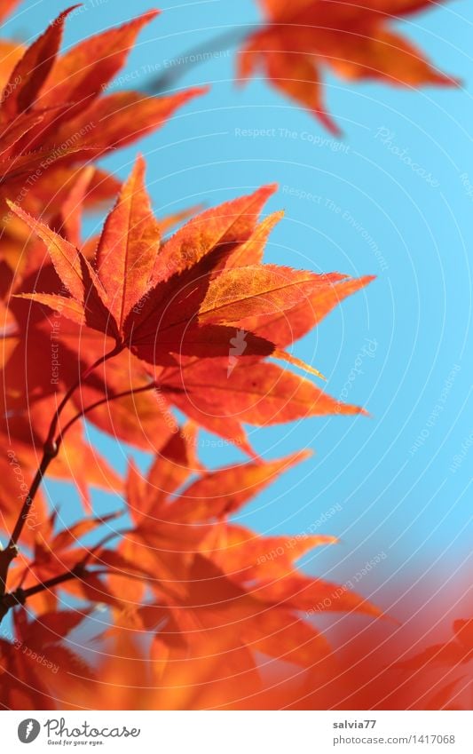 Der Sonne entgegen Umwelt Natur Tier Himmel Herbst Baum Blatt Herbstfärbung Ahornzweig Park leuchten ästhetisch blau orange Warmherzigkeit Design Hoffnung ruhig