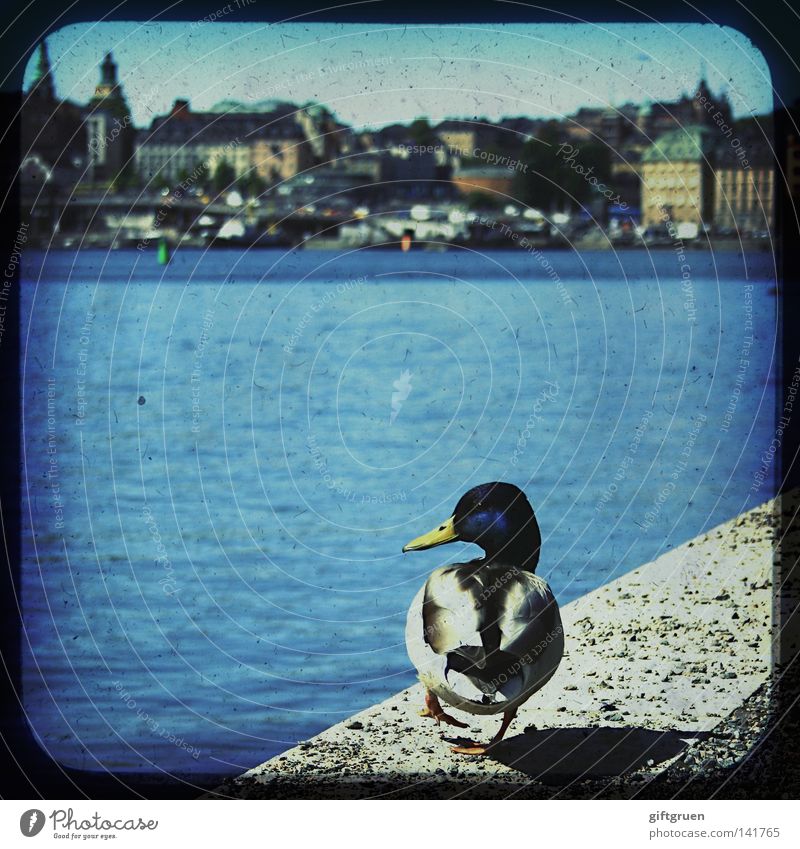 duck on dock Stockholm Vogel Haus Tourismus Tourist Dock historisch Wasser Ente Hafen Skyline Schweden sweden tourism bird sit swim houses ttv