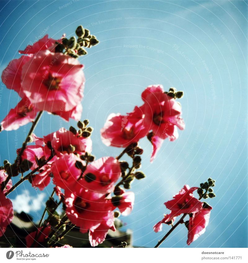 anything. Pflanze Himmel Blume Blüte rosa Stockrose Mittelformat analog Rollfilm Stockmalve Althaea rosea Natur blau Schönes Wetter Sommer Farbfoto mehrfarbig