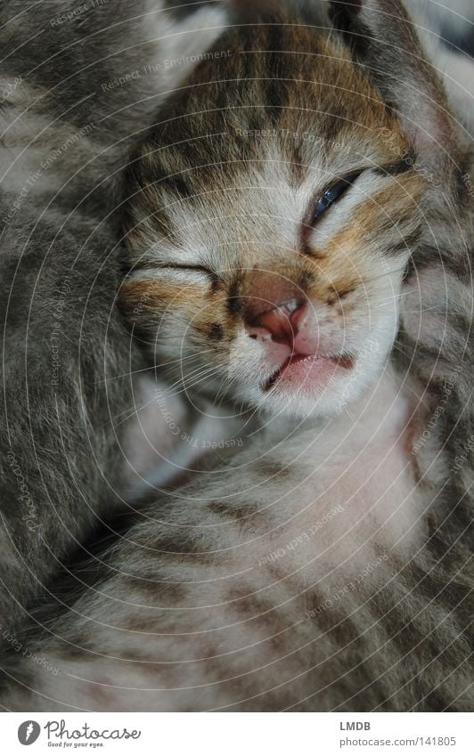 Kleiner Tiger Katze Streifen gestreift klein süß kuschlig schlafen gähnen wach Schnauze verkniffen Zwinkern Fell Säugetier getigert Müdigkeit aufgewacht