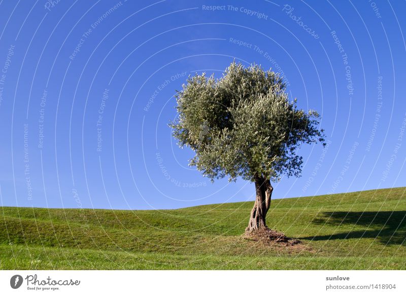 Schöner einsamer Baum auf dem Hügel unter einem freien blauen Himmel Erholung ruhig Garten Umwelt Natur Landschaft Pflanze Wolkenloser Himmel Sonnenlicht