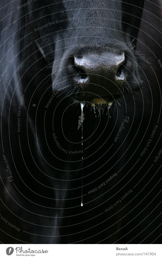 Sabber Kuh Speichel Wassertropfen Tropfen Schnauze Mund Nase Vorderseite Tiergesicht Detailaufnahme Bildausschnitt Anschnitt schwarz dunkel Kontrast Ernährung