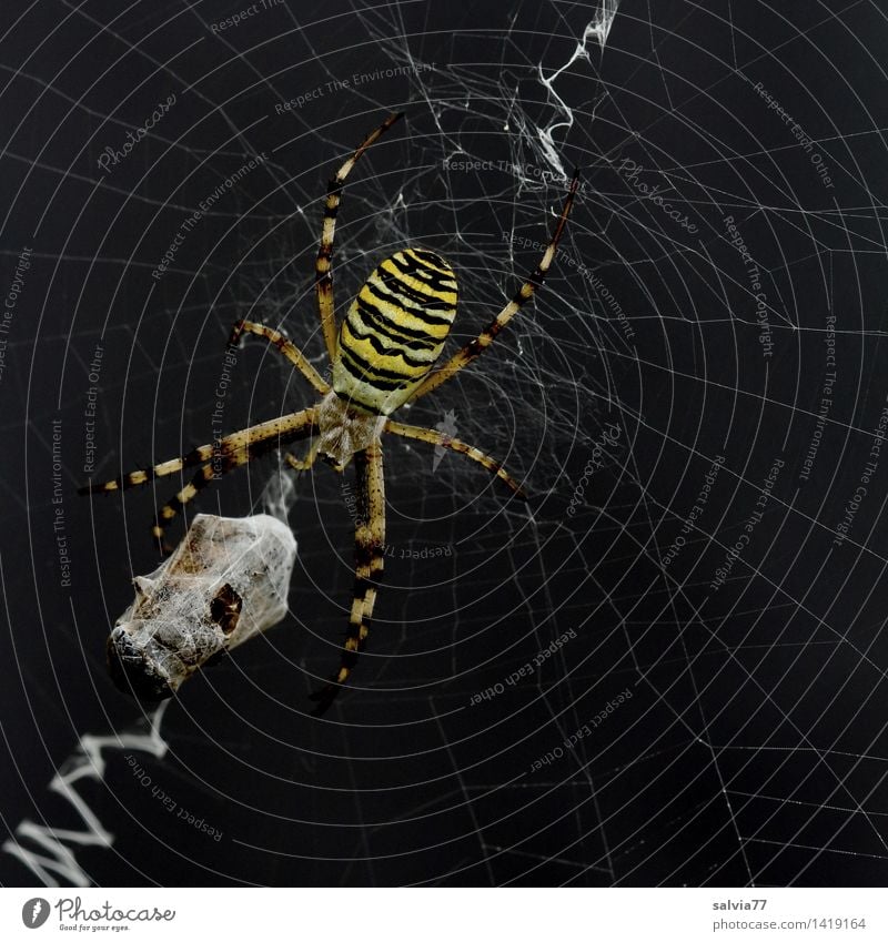 Verpackungswahn Umwelt Natur Pflanze Tier Spinne Wespenspinne 1 berühren fangen Fressen hängen krabbeln warten Aggression bedrohlich dunkel Erfolg lecker gelb