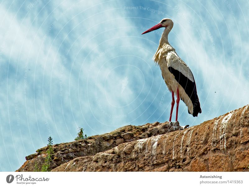 Majestät Natur Tier Himmel Wolken Wetter Schönes Wetter Pflanze Rabat Marokko Mauer Wand Wildtier Vogel Tiergesicht Flügel Storch 1 Stein Blick stehen dünn groß