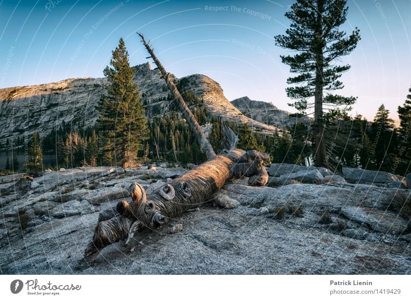 Yosemite National Park Leben harmonisch Wohlgefühl Zufriedenheit Sinnesorgane Erholung ruhig Meditation Ferien & Urlaub & Reisen Tourismus Abenteuer Ferne