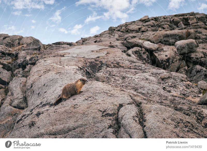 Marmot Wellness Leben harmonisch Wohlgefühl Zufriedenheit Sinnesorgane Erholung ruhig Meditation Tourismus Ausflug Abenteuer Umwelt Natur Landschaft Urelemente