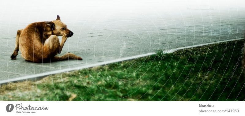 Hund und Schief Wiese kratzen dunkel grau gekrümmt Linie Bellen Bulgarien Sofia Tier Leben Säugetier Fell weich Angst Panik Sommer jucken sitzen Grünstreifen