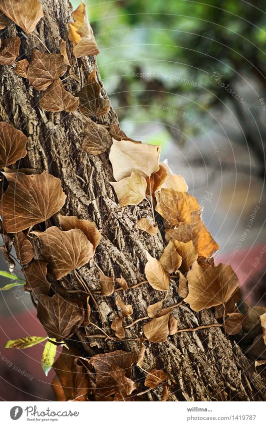 Welkender Efeu im Herbst Baum Wildpflanze Baumstamm Kletterpflanzen Ranke Baumrinde braun Klettern aufwärts Natur Lebensabend Blätter Herbstblätter