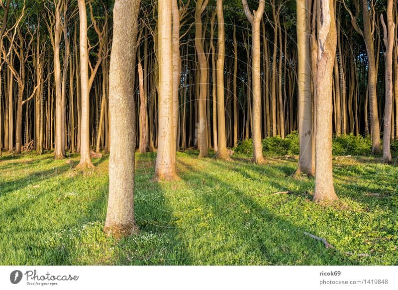 Gespensterwald in Nienhagen Erholung Ferien & Urlaub & Reisen Natur Landschaft Baum Wald grün Romantik Idylle Tourismus Küstenwald Mecklenburg-Vorpommern
