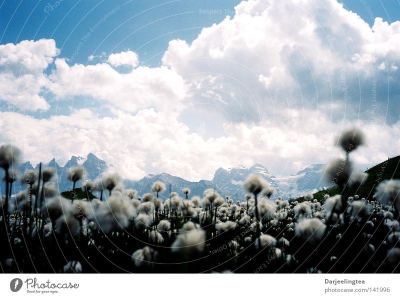 Blumenberge Wolken Wiese Blüte weiß Schweiz Berge u. Gebirge Himmel blau Alpen