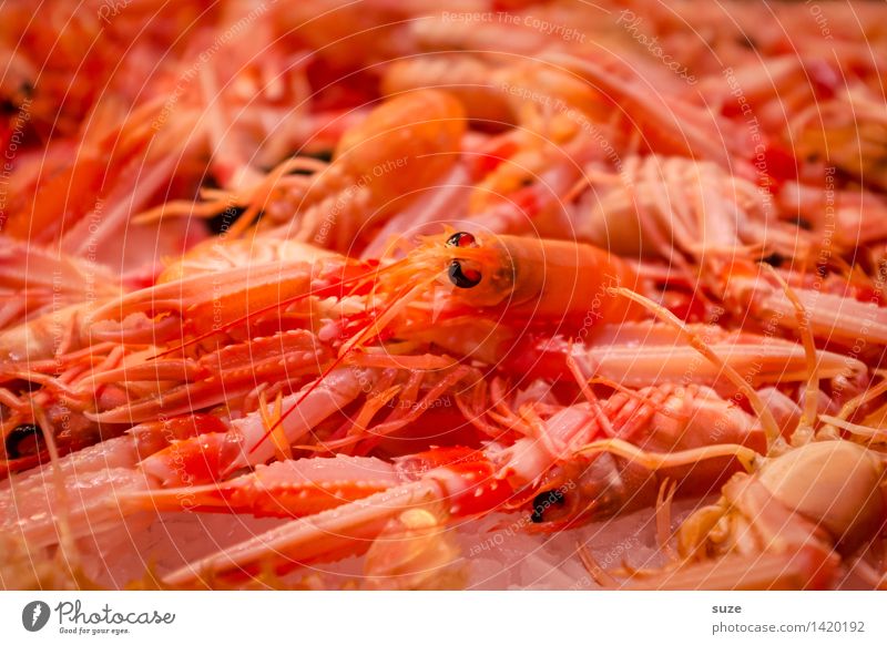 Auf frischer Tat ertappt ... Lebensmittel Meeresfrüchte Ernährung Essen Büffet Brunch Fastfood Asiatische Küche Gesunde Ernährung Tier exotisch lecker rot