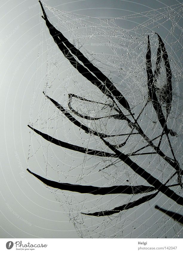 Spinnennetze mit Tautropfen im Gegenlicht umschließen Samenschoten vor grauem Hintergrund Netzwerk mehrere lang dünn Raps Wasser Wassertropfen Nebel Morgen