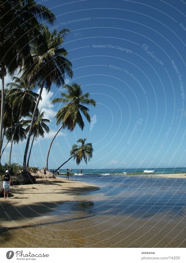 Palmenstrand Strand Punta Cana Meer Kuba Sand Wasser Blauer Himmel