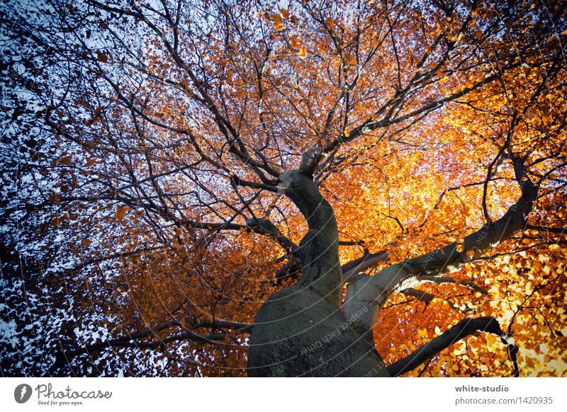 Herbstverlauf Umwelt Natur Pflanze Baum Blume Blatt Grünpflanze Lebensfreude Zweig Zweige u. Äste Baumstamm Lebensbaum Buche herbstlich Herbstfärbung
