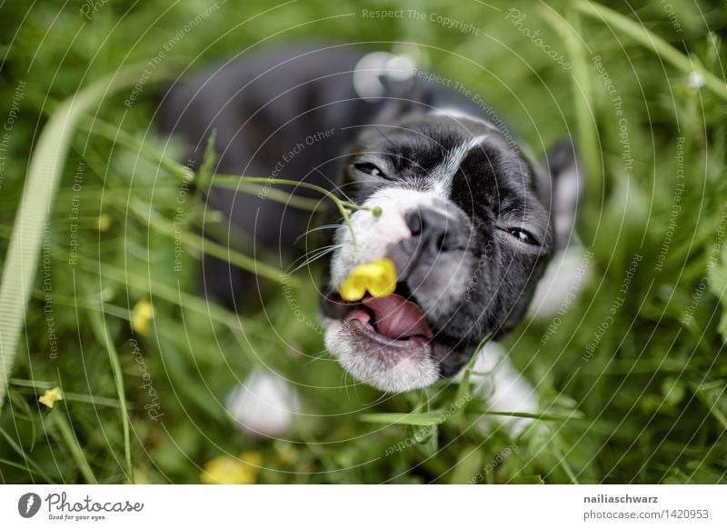 Spass im Gras Freude Spielen Ausflug Natur Frühling Blume Wiese Tier Haustier Hund 1 Tierjunges gehen klein grün schwarz weiß boston terrier Welpe grass