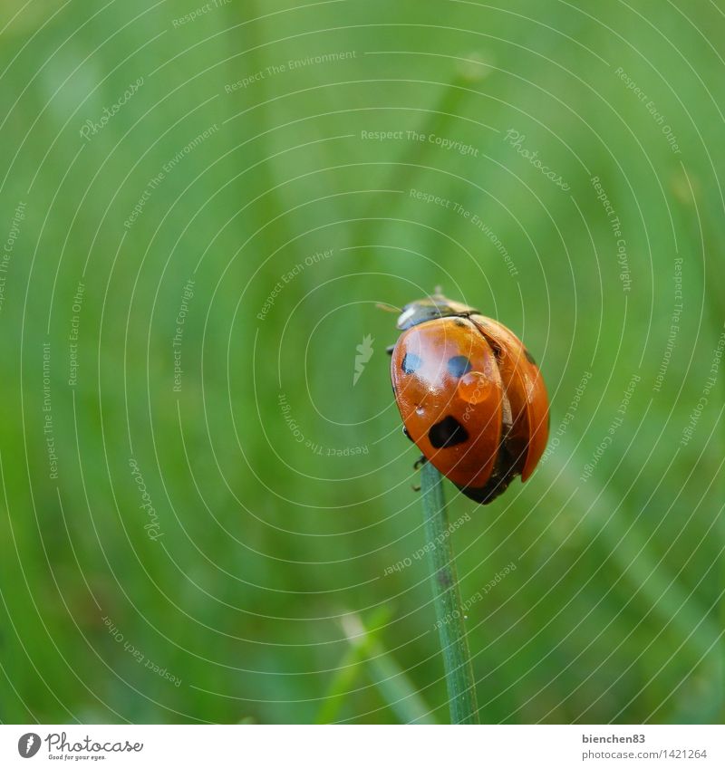 Marienkäfer schaut sich um Gras 1 Tier fliegen krabbeln grün rot Regen Flügel Halm Punkt Außenaufnahme Nahaufnahme Makroaufnahme