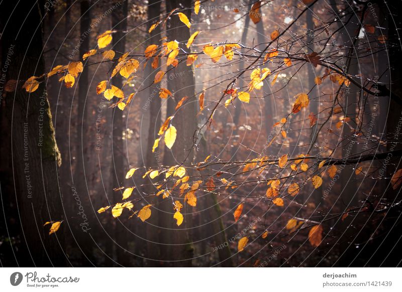 Herbstspaziergang,  ein paar Blätter  hängen noch im Sonnen durchfluteten Wald. Freude ruhig Freizeit & Hobby wandern Natur Schönes Wetter Baum Bayern
