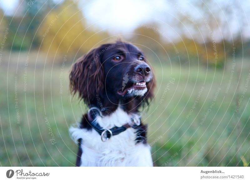 13... Freitag... Tier Haustier Hund wandern Freundlichkeit Neugier Wachsamkeit Gesellschaft (Soziologie) Farbfoto Außenaufnahme Dämmerung