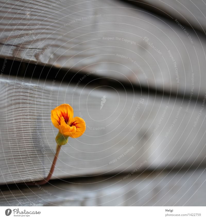 durchhalten... Natur Pflanze Herbst Schönes Wetter Blüte Kapuzinerkresse Garten Wand Holz Blühend Wachstum authentisch außergewöhnlich einfach schön einzigartig