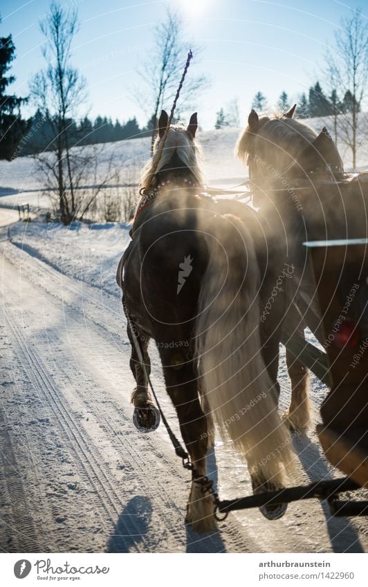 Pferdekutsche im Winter Reiten Ferien & Urlaub & Reisen Tourismus Ausflug Schnee Winterurlaub Umwelt Natur Landschaft Schönes Wetter Eis Frost Straße Tier