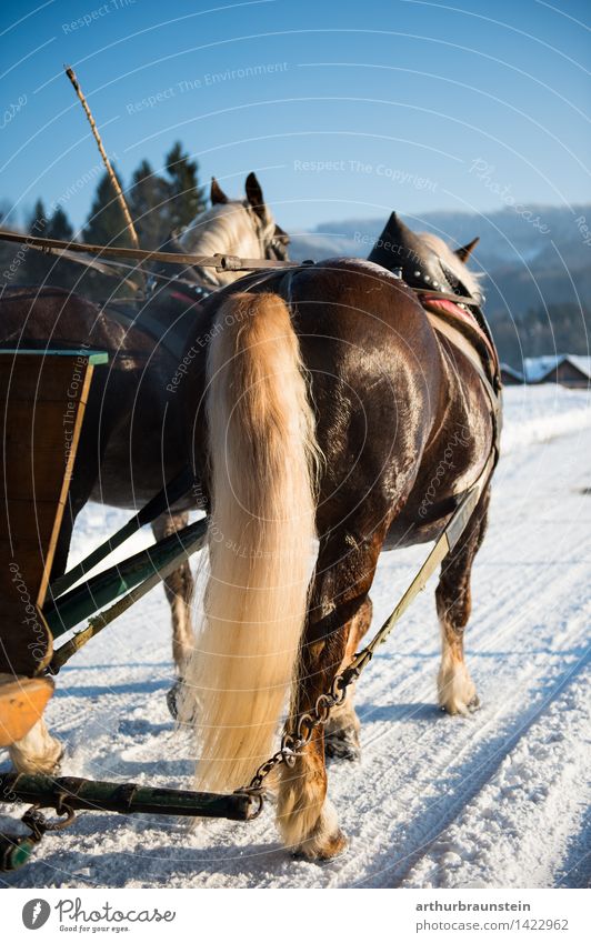 Pferdekutsche im Winter Stil Freizeit & Hobby Reiten Tourismus Ausflug Schnee Winterurlaub Natur Landschaft Sonnenlicht Schönes Wetter Straße Tier Nutztier 2