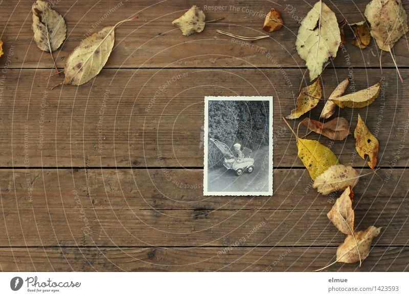 ein Papierbild mit Riffelrand aus den 1960 Jahren mit einem Kleinkind in einem Kinderwagen liegt auf einer Holzplatte neben Laubblättern Herbst Blatt Sammlung