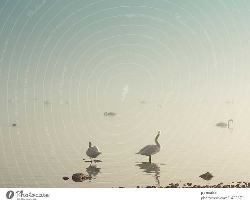 !trash! 2015 | herumgeistern Natur Urelemente Wasser Herbst Winter Nebel Seeufer Tier Wildtier Tiergruppe Zeichen außergewöhnlich Schwan Entenvögel Bodensee