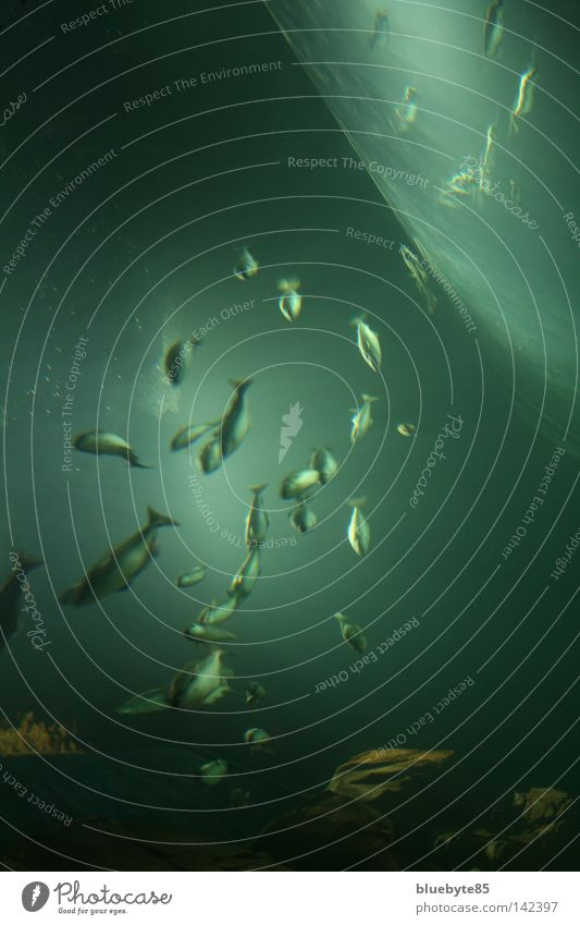 rettet die Wale! Farbfoto Unterwasseraufnahme Menschenleer Nacht Kunstlicht Schatten Reflexion & Spiegelung Lichterscheinung Zentralperspektive Wellen Pflanze