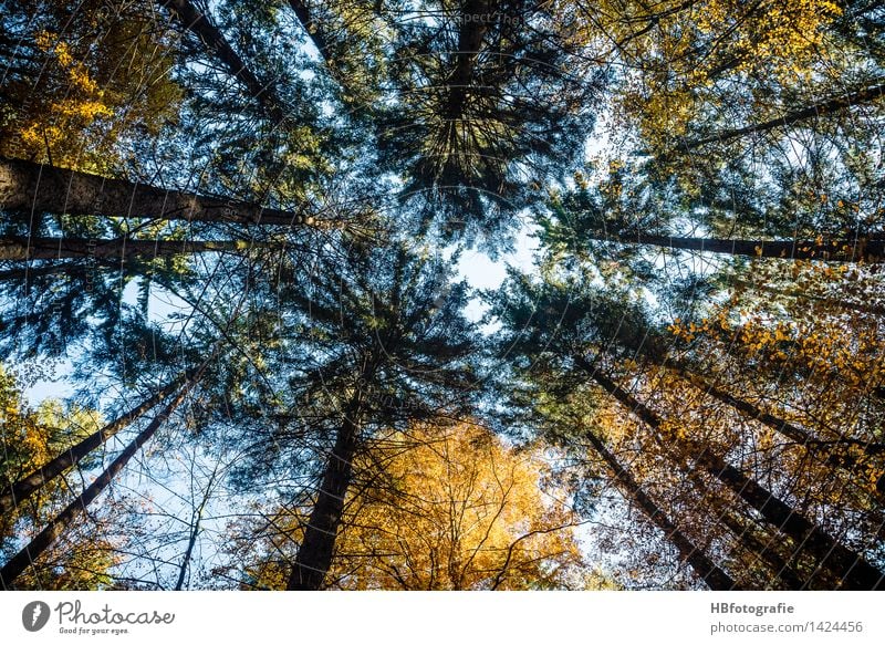 Baumkronen Umwelt Natur Landschaft Pflanze Herbst Laubbaum Nadelbaum Wald gelb gold Kraft ruhig Wachstum aufstrebend Gipfel Farbfoto Außenaufnahme Menschenleer