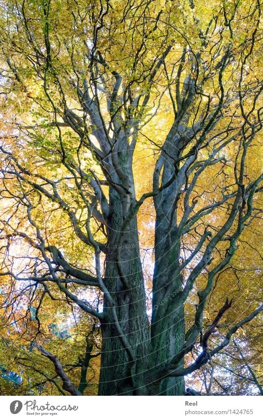 Gabelung Umwelt Natur Pflanze Urelemente Herbst Schönes Wetter Baum Blatt Wildpflanze Baumstamm Abzweigung Zweige u. Äste Wald mehrfarbig gelb gold leuchten